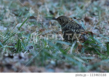 雑木林の落ち葉の中から餌を探す冬鳥の、トラツグミ 雑木林の落ち葉の中から餌を探す冬鳥の、トラツグミ 113463188