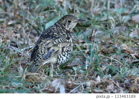雑木林の落ち葉の中から餌を探す冬鳥の、トラツグミ 113463189