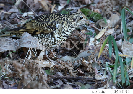 雑木林の落ち葉の中から餌を探す冬鳥の、トラツグミ 雑木林の落ち葉の中から餌を探す冬鳥の、トラツグミ 113463190