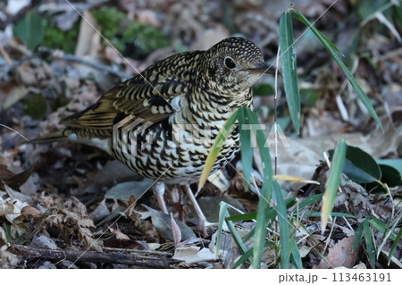 雑木林の落ち葉の中から餌を探す冬鳥の、トラツグミ 113463191