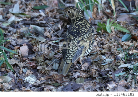 雑木林の落ち葉の中から餌を探す冬鳥の、トラツグミ 雑木林の落ち葉の中から餌を探す冬鳥の、トラツグミ 113463192