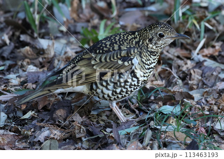 雑木林の落ち葉の中から餌を探す冬鳥の、トラツグミ 113463193