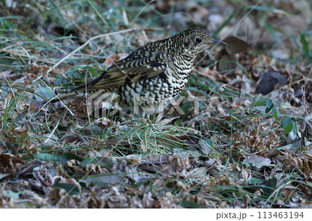 雑木林の落ち葉の中から餌を探す冬鳥の、トラツグミ 雑木林の落ち葉の中から餌を探す冬鳥の、トラツグミ 113463194