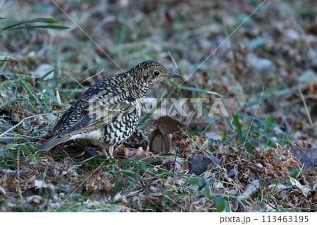 雑木林の落ち葉の中から餌を探す冬鳥の、トラツグミ 雑木林の落ち葉の中から餌を探す冬鳥の、トラツグミ 113463195