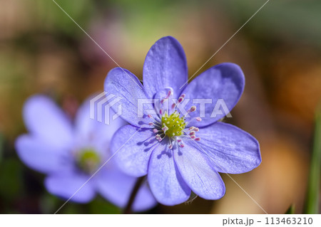 Amazing round-lobed hepatica flower macro shoot. Amazing round-lobed hepatica flower macro shoot. 113463210