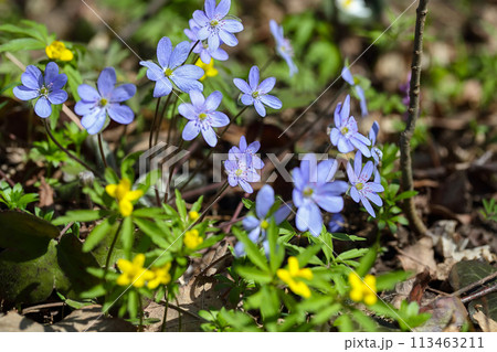 Amazing round-lobed hepatica flower macro shoot. Amazing round-lobed hepatica flower macro shoot. 113463211