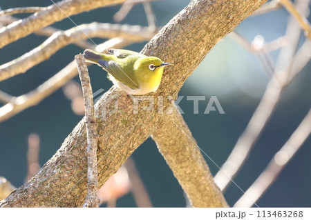 葉の落ちた木の枝に止って、餌を探すメジロ 葉の落ちた木の枝に止って、餌を探すメジロ 113463268