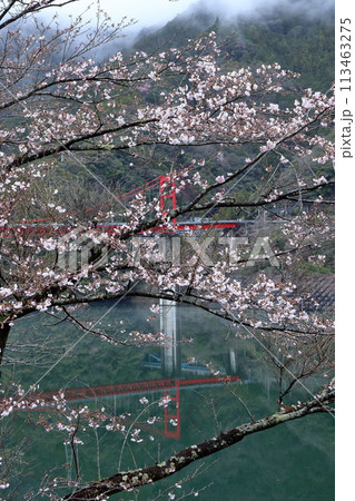 大渡ダム湖　サクラ咲く　（高知県　仁淀川町） 113463275