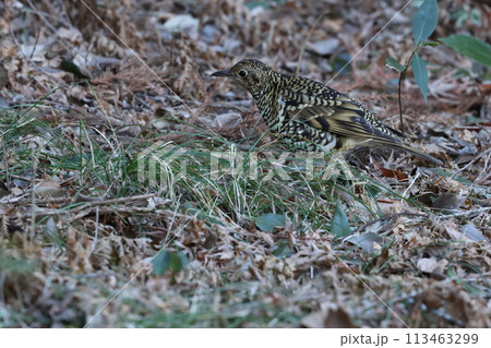 雑木林の落ち葉の中から餌を探す冬鳥の、トラツグミ 雑木林の落ち葉の中から餌を探す冬鳥の、トラツグミ 113463299