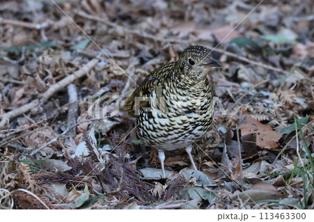 雑木林の落ち葉の中から餌を探す冬鳥の、トラツグミ 113463300
