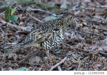 雑木林の落ち葉の中から餌を探す冬鳥の、トラツグミ 雑木林の落ち葉の中から餌を探す冬鳥の、トラツグミ 113463304