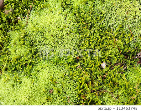 苔むした林床のイメージ 苔むした林床のイメージ 113463748