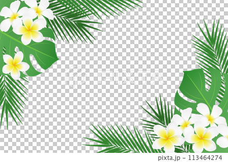 常夏の熱帯植物のフレーム_ベクターイラスト 113464274