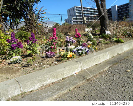 観葉植物の葉ボタンとビオレの黄色と青い花と枇杷の木 観葉植物の葉ボタンとビオレの黄色と青い花と枇杷の木 113464289
