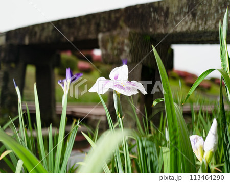 春の陽光を浴びる花菖蒲 春の陽光を浴びる花菖蒲 113464290