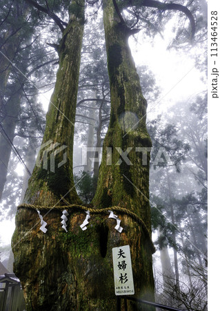 玉置神社夫婦杉（縦）1 113464528