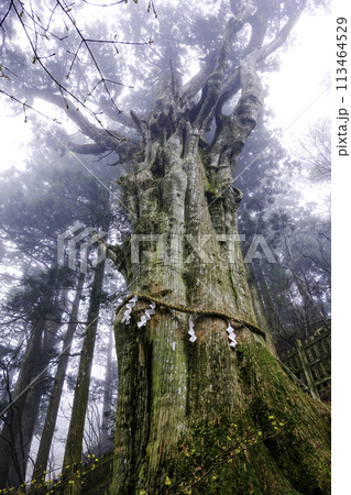 玉置神社神代杉（縦）1 113464529
