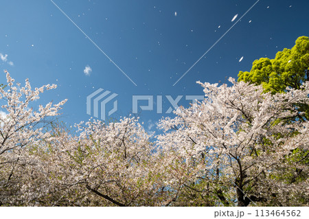 ひらひらと桜の花びらが舞い散る美しい日本の風景 113464562