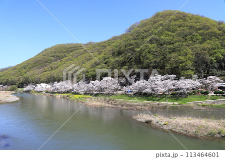 井原堤　さくら並木 113464601