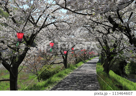 井原堤　さくら並木 113464607