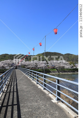 井原堤　さくら並木 113464612