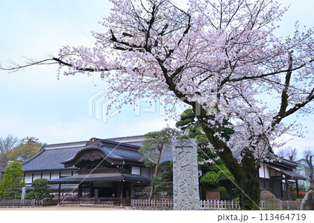 川越城　本丸御殿跡とサクラ　　　 113464719