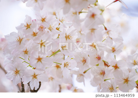 満開の桜 満開の桜 113464959