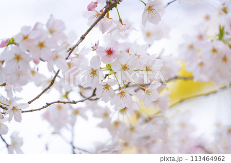 満開の桜 満開の桜 113464962