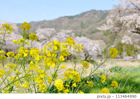 余呉川沿いの桜と菜の花 113464990