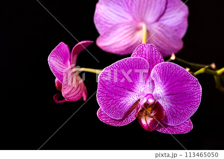 orchid flowers in the dark 113465050