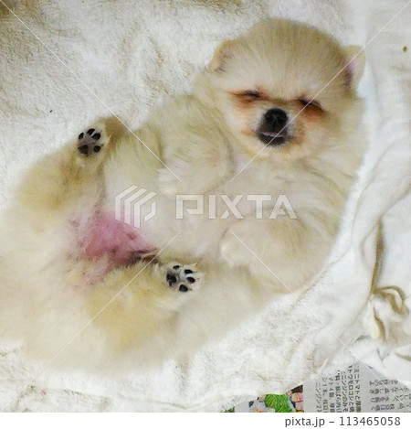 かわいい子犬のへそてん 113465058
