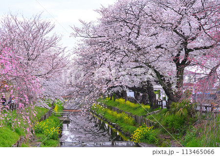 見ごろ満開　新河岸川の桜　　　 113465066