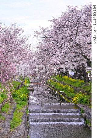 見ごろ満開　新河岸川の桜　　　 113465164