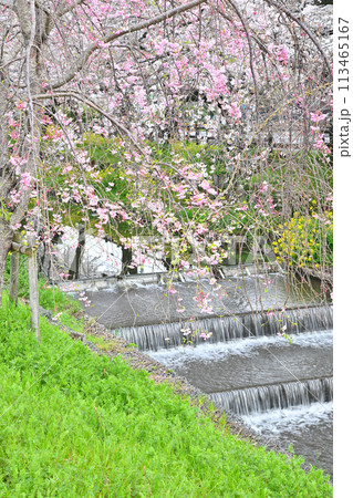 見ごろ満開　新河岸川の桜　　　 113465167