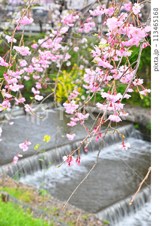 見ごろ満開 新河岸川の桜 見ごろ満開 新河岸川の桜 113465168