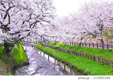 見ごろ満開　新河岸川の桜　　　 113465268