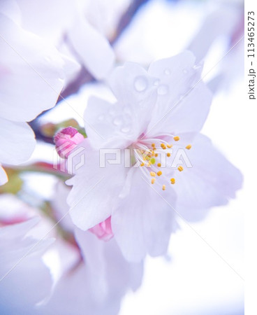 桜咲く 113465273