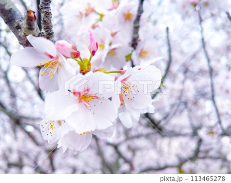 春の日差しを浴びる桜 春の日差しを浴びる桜 113465278
