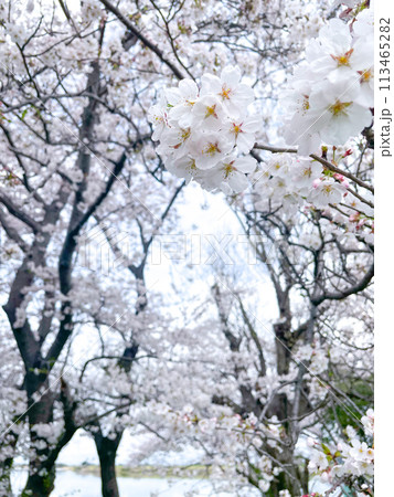 桜の花が満開 113465282