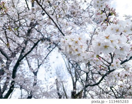 満開になった桜の花 113465283