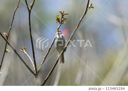 ウグイス 113465284