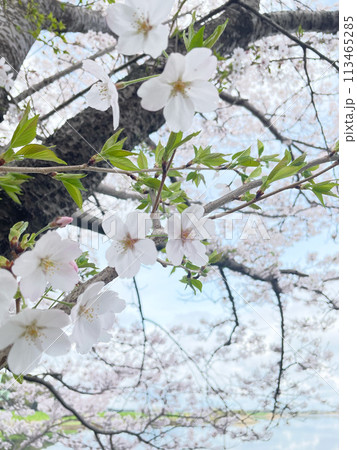 満開の桜 113465285
