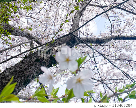 桜の木を見上げる 113465294
