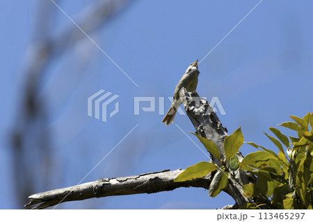 ウグイス 113465297