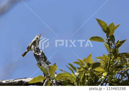 ウグイス 113465298