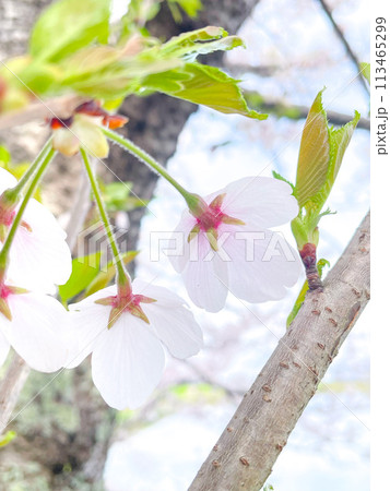 桜の花 桜の花 113465299