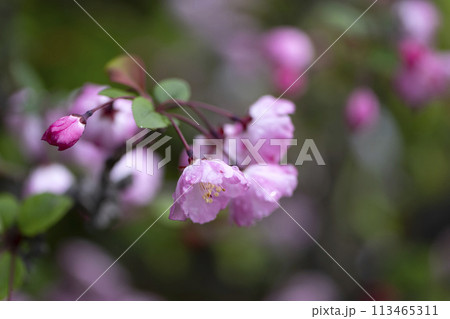 ハナカイドウの花 ハナカイドウの花 113465311
