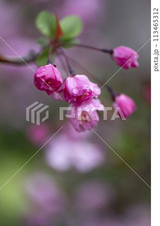 ハナカイドウの花 ハナカイドウの花 113465312
