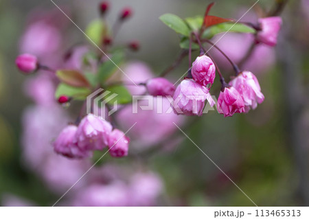 ハナカイドウの花 113465313