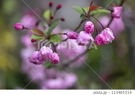 ハナカイドウの花 ハナカイドウの花 113465314
